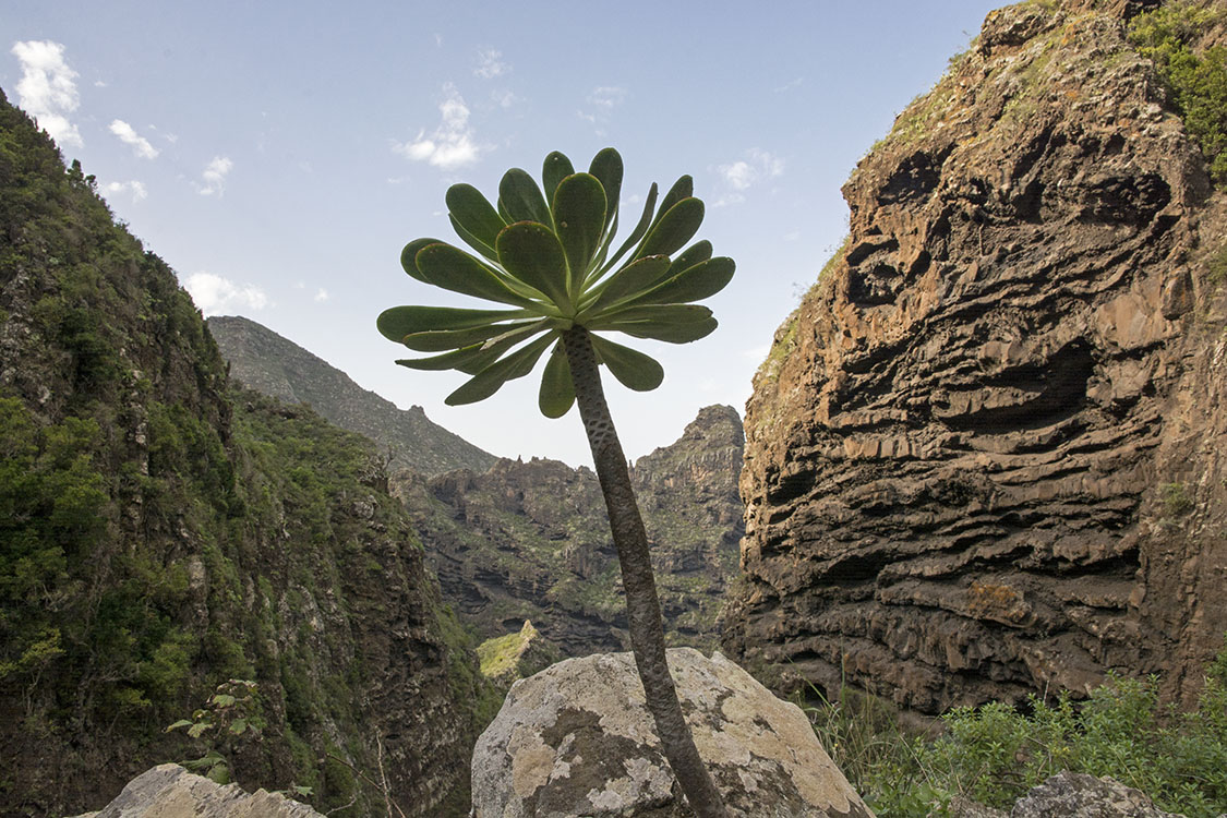 Tenerife